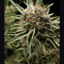 Shark Feminised Cannabis Seeds | Pyramid Seeds Shark Feminised Cannabis Seeds | Pyramid Seeds