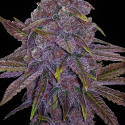 Sherbet Dab Feminised Cannabis Seeds | Big Head Seeds Sherbet Dab Feminised Cannabis Seeds | Big Head Seeds