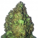 Short and Sweet Auto Feminised Cannabis Seeds | Heavyweight Seeds Short and Sweet Auto Feminised Cannabis Seeds | Heavyweight Seeds