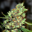 Skunk #1 Feminised Cannabis Seeds