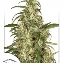 Skunk #11 Feminised Cannabis Seeds | Dutch Passion 