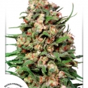 Skunk #1 Regular Cannabis Seeds | Dutch Passion Skunk #1 Regular Cannabis Seeds | Dutch Passion