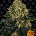 Skywalker OG Auto Feminised Cannabis Seeds | Barney's Farm 