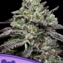Smashberry Fumez Feminised Cannabis Seeds - Anesia Seeds