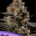 Smashberry Fumez Auto Feminised Cannabis Seeds - Anesia Seeds