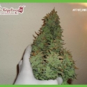 Dr Krippling Smokin' Gun Auto Feminised Cannabis Seeds For Sale