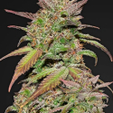 Smoothie Auto Feminised Cannabis Seeds | Fast Buds