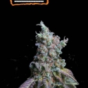 Sour Diesel Feminised Cannabis Seeds | Seed Stockers.