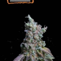Sour Diesel Auto Feminised Cannabis Seeds | Seed Stockers.