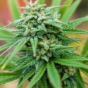 Spliff Stilton Automatic Feminised Cannabis Seeds (Spliff Cheese Auto) | Spliff Seeds 