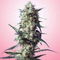Spliff Strawberry Feminised Cannabis Seeds | Spliff Seeds 