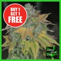 Stardawg Feminised Cannabis Seeds | Cannabis Seeds Store