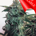 Sticky Zkittlez Glue Feminised Cannabis Seeds | Cream Of The Crop