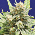 Stinkin Bishop Feminised Cannabis Seeds | Original Sensible Seed Company Stinkin Bishop Feminised Cannabis Seeds | Original Sensible Seed Company