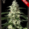 Skunk Auto Feminised Cannabis Seeds | Strain Hunters Skunk Auto Feminised Cannabis Seeds | Strain Hunters