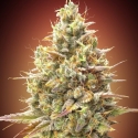 Strawberry Banana Feminised Cannabis Seeds | Advanced Seeds. Strawberry Banana Feminised Cannabis Seeds | Advanced Seeds.