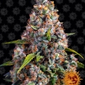 Strawberry Cheesecake Auto Feminised Cannabis Seeds | Barney's Farm 