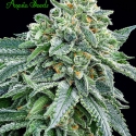Strawberry Tree Feminised Cannabis Seeds - Anesia Seeds