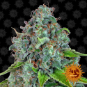 Strawberry Lemonade Feminised Cannabis Seeds | Barney's Farm 