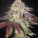 Sugarlato Auto Feminised Cannabis Seeds | Green House Seeds. Sugarlato Auto Feminised Cannabis Seeds | Green House Seeds.