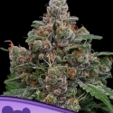 Sun Of A Peach Feminised Cannabis Seeds - Anesia Seeds Sun Of A Peach Feminised Cannabis Seeds - Anesia Seeds
