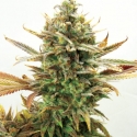 Super Critical Bud CBD Feminised Cannabis Seeds | Garden of Green Super Critical Bud CBD Feminised Cannabis Seeds | Garden of Green