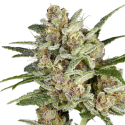 Super Mad Sky Floater Feminised Cannabis Seeds - Super Sativa Seed Club