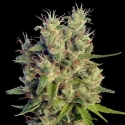 Super Malawi Haze Regular Cannabis Seeds | Ace Seeds.Super Malawi Haze Regular Cannabis Seeds | Ace Seeds.