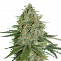 Super Skunk Feminised Cannabis Seeds | Seed Stockers Super Skunk Feminised Cannabis Seeds | Seed Stockers