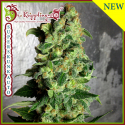 Wedding Flowers Feminised Cannabis Seeds | Dr Krippling.