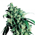 Super Skunk Feminised Cannabis Seeds | Sensi Seeds