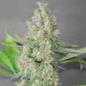Super Skunk Feminised Cannabis Seeds