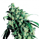 Super Skunk Regular Cannabis Seeds | Sensi Seeds Super Skunk Regular Cannabis Seeds | Sensi Seeds