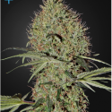Super Bud Auto Feminised Cannabis Seeds | Green House Seeds Super Bud Auto Feminised Cannabis Seeds | Green House Seeds