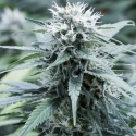 Sweet Amnesia Feminised Cannabis Seeds Sweet Amnesia Feminised Cannabis Seeds