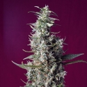 Sweet Cherry Pie Feminised Cannabis Seeds | Sweet Seeds. Sweet Cherry Pie Feminised Cannabis Seeds | Sweet Seeds.