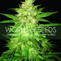 Coffee Ryder Auto Feminised Cannabis Seeds | World of Seeds