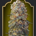 Sweet Critical Feminised Cannabis Seeds | OO Seeds Sweet Critical Feminised Cannabis Seeds | OO Seeds