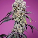 Sweet Mandarine Zkittlez F1 Fast Sweet Mandarine Zkittlez F1 Fast