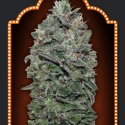 Sweet Soma Feminised Cannabis Seeds | OO Seeds