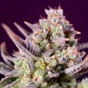 Sweet Zensation Feminised Cannabis Seeds | Sweet Seeds.