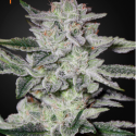 Sweet Valley Kush Feminised Cannabis Seeds | Green House Seeds Sweet Valley Kush Feminised Cannabis Seeds | Green House Seeds