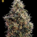 Sweet Mango Auto Feminised Cannabis Seeds | Green House Seeds Sweet Mango Auto Feminised Cannabis Seeds | Green House Seeds