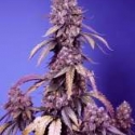 Black Muffin  F1 Fast V Feminised Cannabis Seeds | Sweet Seeds.