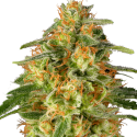 TNT Trichome Feminised Cannabis Seeds - Super Sativa Seed Club TNT Trichome Feminised Cannabis Seeds - Super Sativa Seed Club