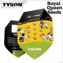 Royal Queen Seeds x TYSON Corkscrew Auto Feminised Cannabis Seeds.