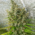 Thai x Panama Feminised Cannabis Seeds | Ace Seeds.