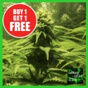 The BULK Feminised Cannabis Seeds - Cannabis Seeds Store