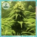 The BULK - Double Seeds The BULK - Double Seeds