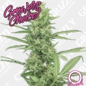 The Real Amnesia Feminised Cannabis Seeds - Growers Choice.